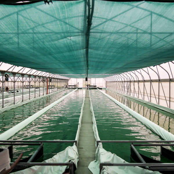 Full Scale Algae Farm