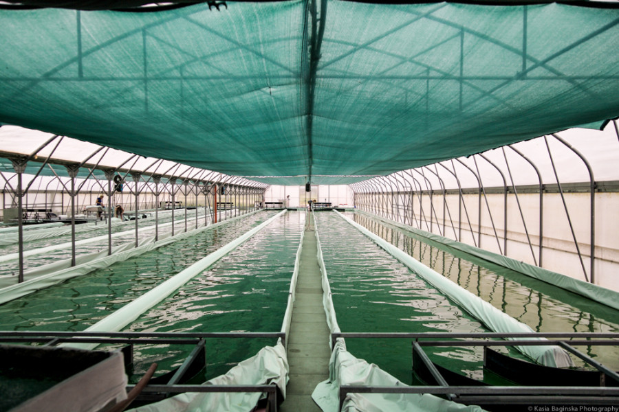 Full Scale Algae Farm